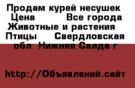 Продам курей несушек › Цена ­ 350 - Все города Животные и растения » Птицы   . Свердловская обл.,Нижняя Салда г.